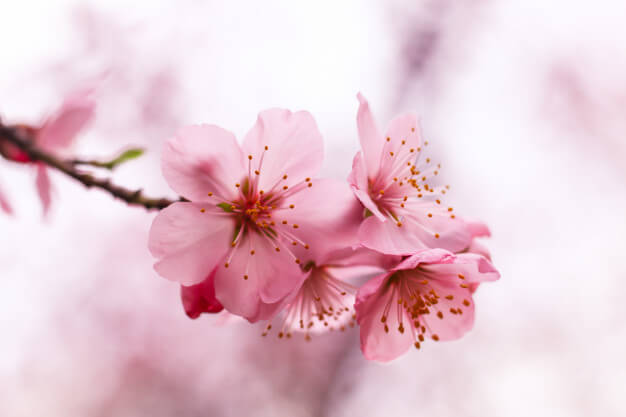 Plant Some Blooms