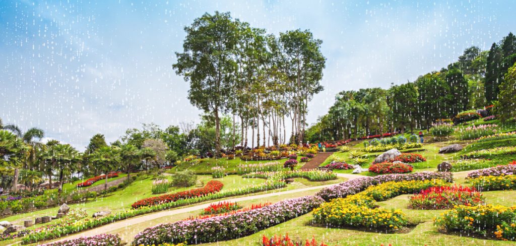Grow A Beautiful Rain Garden