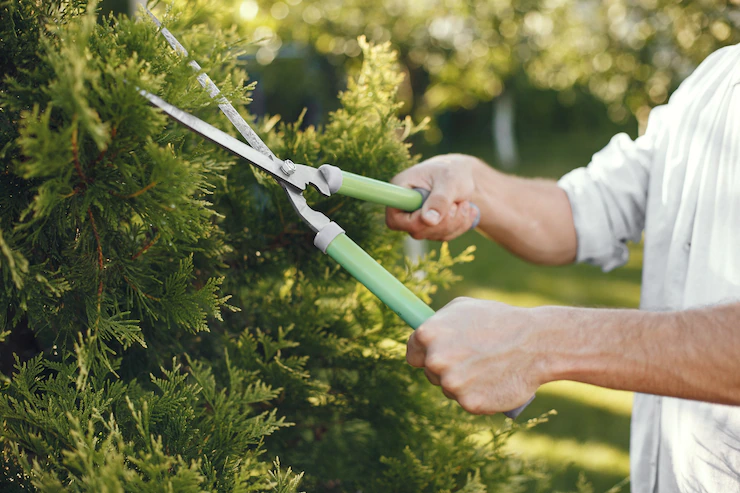 Trim Trees Nearby