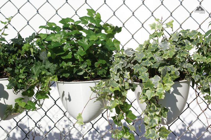 Growing Plants Around Chain Link Fence