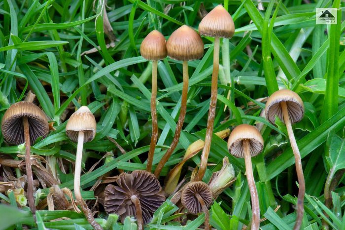 Check where they are growing