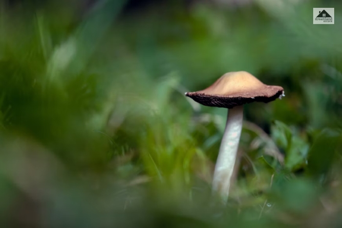 Get Rid Of Them: How To Get Rid Of Mushrooms In Yard?