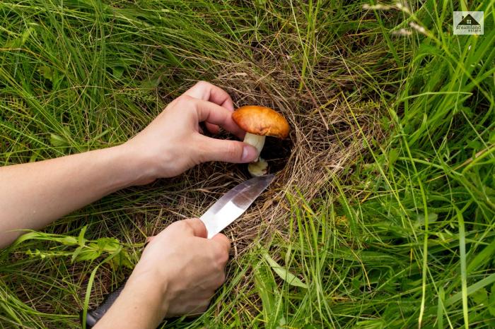 How To Remove Mushrooms From Lawn: Step-By-Step Guide!