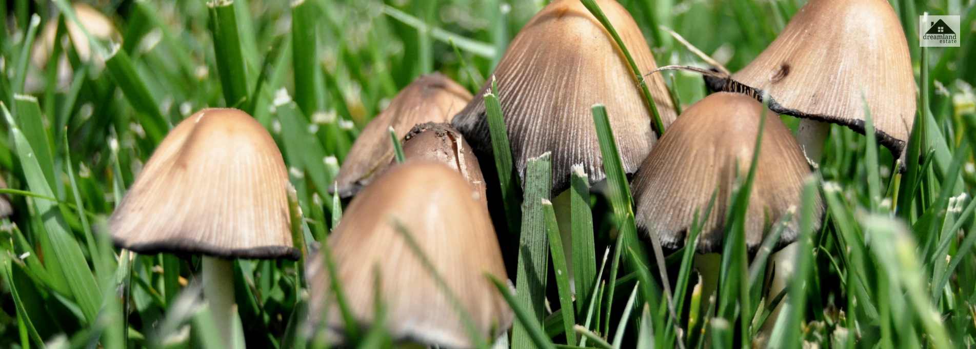 how to get rid of mushrooms in yard