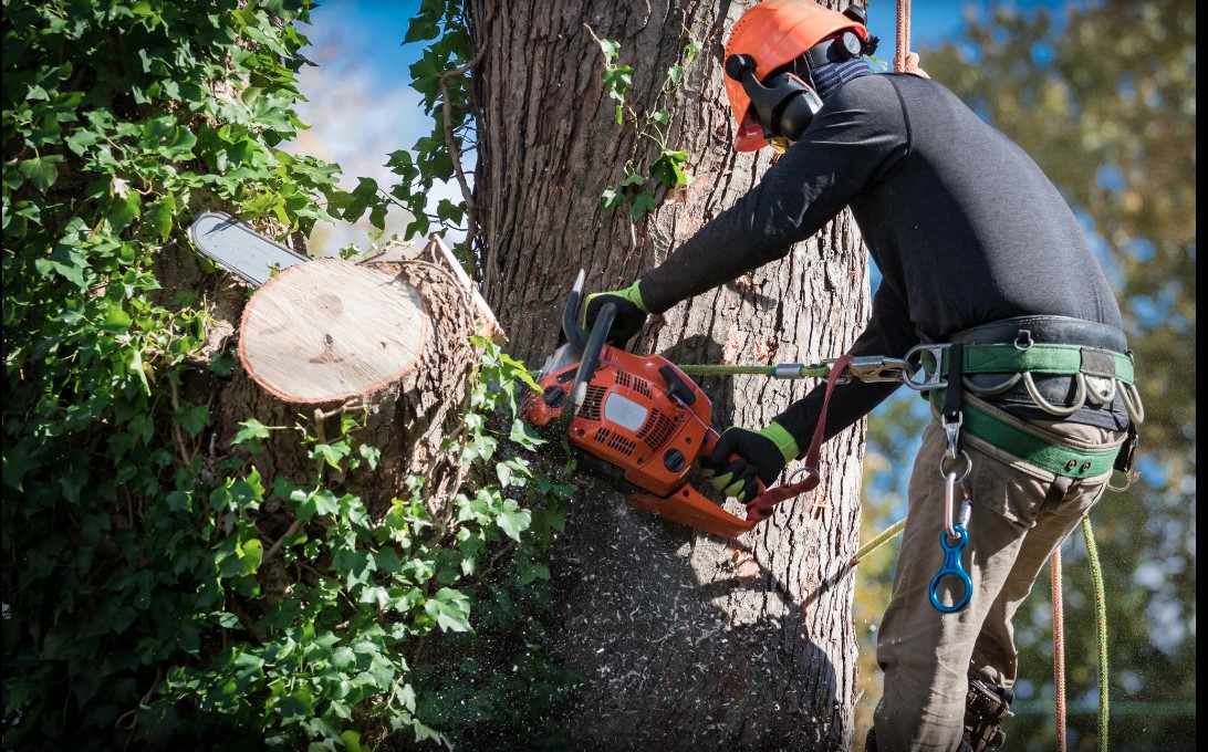 Hire Professional Tree Services