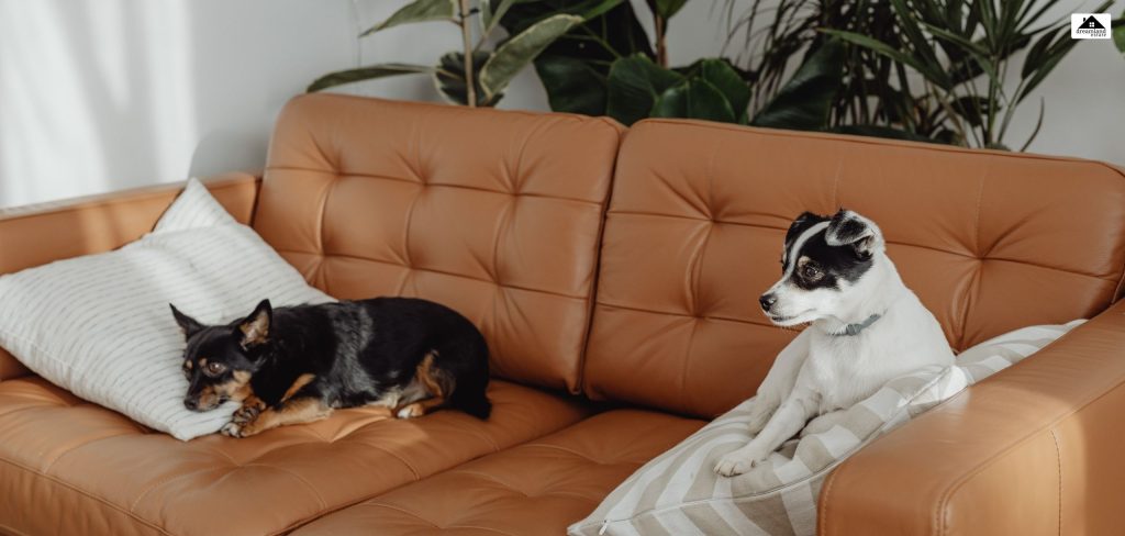 Understanding What _Pet-Friendly_ Really Means