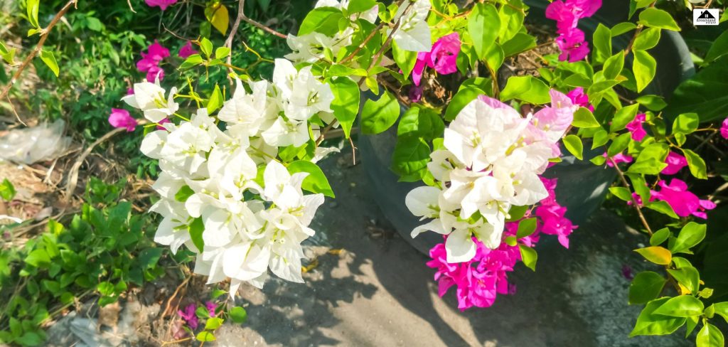 Flowering Vines For Natural Shade