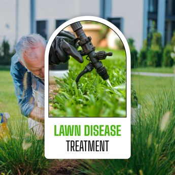 lawn disease treatment