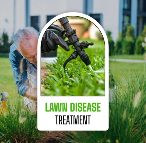 lawn disease treatment